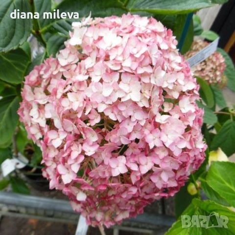 Хортензия Бъбългъм за супер слънце, Hydrangea Candybelle Bubblegum, снимка 2 - Градински цветя и растения - 45702429