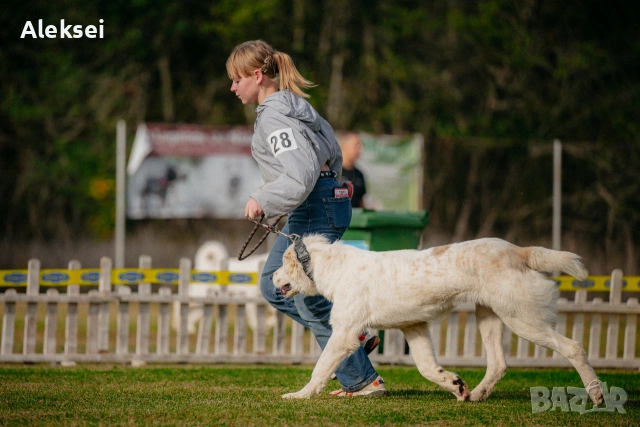 Средноазиатска овчарка–Алабай, снимка 5 - Средноазиатска овчарка - 48611649