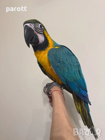 Ръчно хранена Синьо-жълта Ара, снимка 3 - Папагали - 52793164