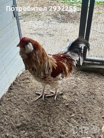 Петел Пшенична Амераукана 