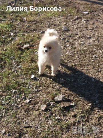 Продавам Мини померани , снимка 6 - Померан - 53826947