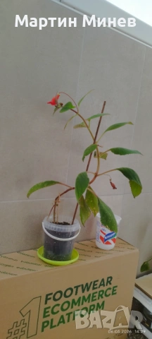 Kohleria amabilis, снимка 7 - Стайни растения - 51996694