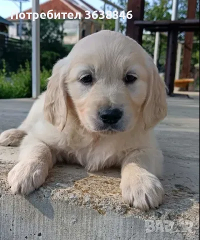 Голдън ретривър