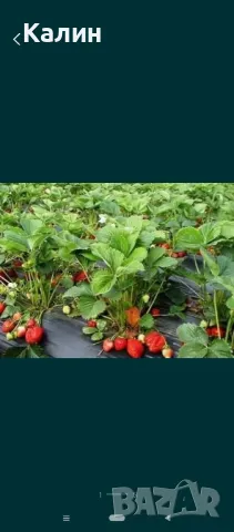 продаваме разсад ягоди 