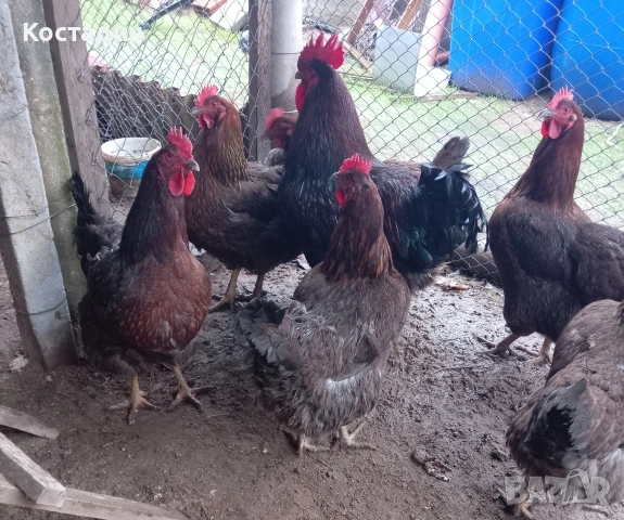 Разподни яйца от катунски червена линия , снимка 2 - Кокошки и пуйки - 53273371