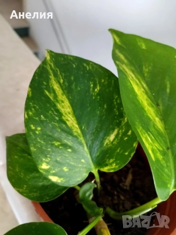 Дяволски бръшлян за саксийно отглеждане , снимка 3 - Стайни растения - 51532676