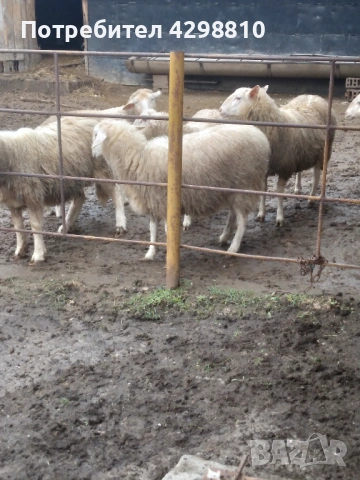 Овце, снимка 8 - Овце - 53366291