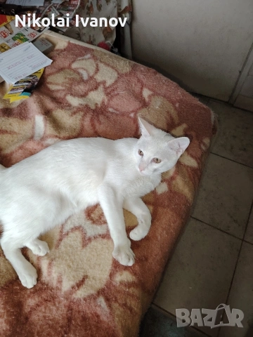 Бяло мъжко коте порода Као Мани , снимка 5 - Други - 54176694