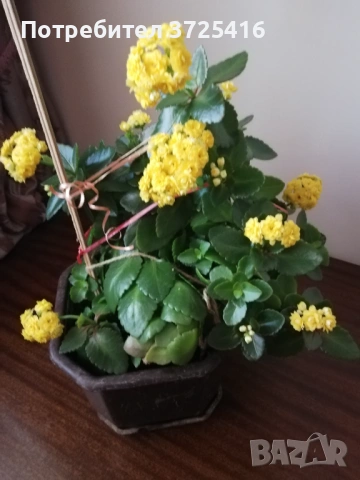 Цвете каланхое