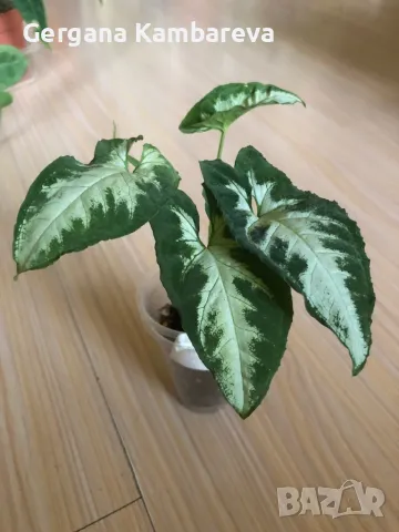 Syngonium Silver Goose , снимка 2 - Стайни растения - 49348568