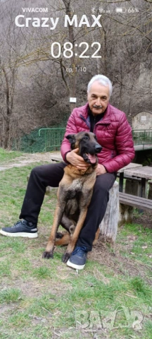 Белгийска овчарка Обучена , снимка 8 - Белгийска овчарка - 53162633