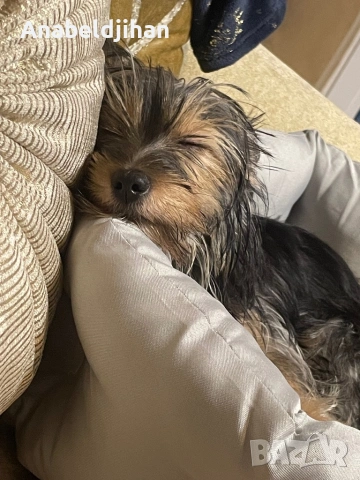 Йорки, снимка 4 - Йоркширски териер - 53826651