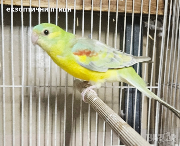 Продавам Пойни Папагали , снимка 11 - Папагали - 52528413