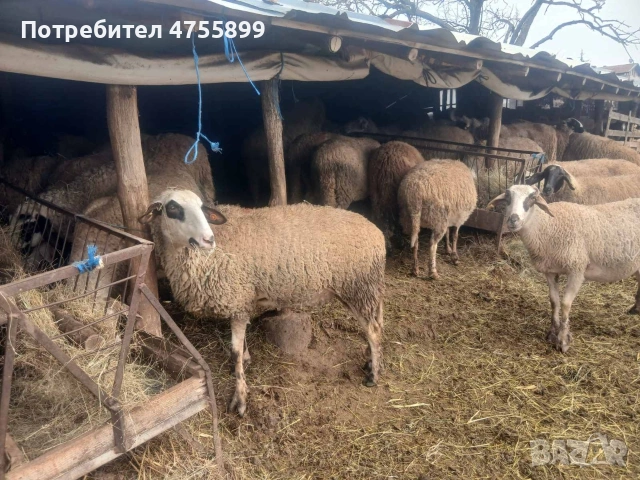 Продавам бременни овце , снимка 5 - Овце - 53721374