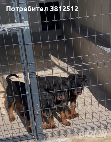 Малки от развъдник Vom house Rilci , снимка 2 - Ротвайлер - 53684490