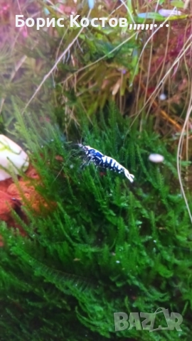 Скариди каридини и неокаридини, снимка 2 - Други - 52876583