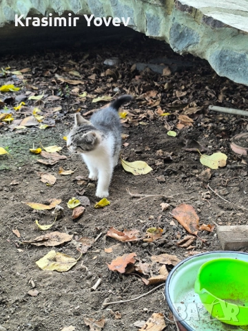 Подарявам две котета , снимка 3 - Други - 52351473