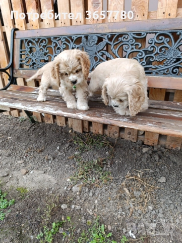 Американски кокер шпанол, снимка 7 - Кокер шпаньол - 52794419