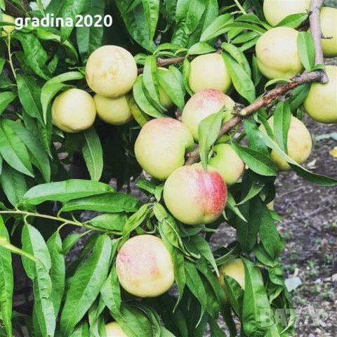 Бяла нектарина , снимка 3 - Разсади - 51956411