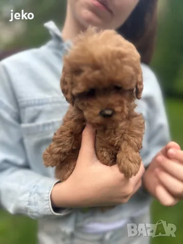 Той пудел Мини пудел последно, снимка 3 - Пудели - 49705085