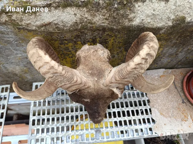 Продавам рога от елен и Коч, снимка 11 - Други ценни предмети - 36923018