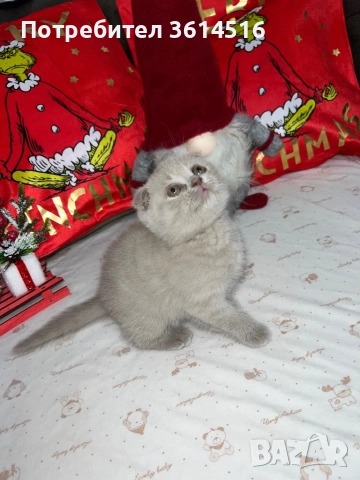 Клепоухо шотландско момченце