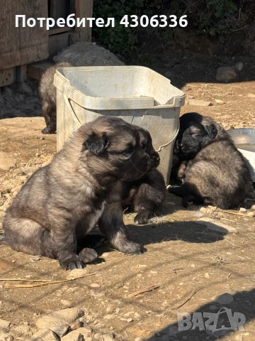 Шарпланинец кученца - чистокръвни 