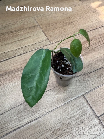 Piestolepis NS-092 , снимка 2 - Стайни растения - 53983584