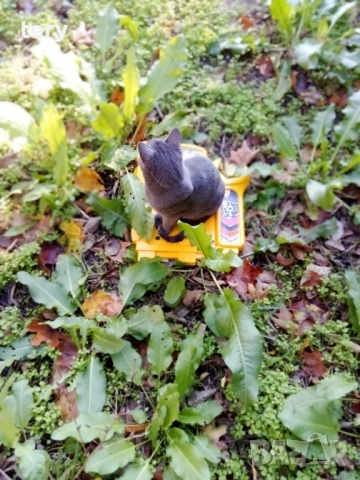 Продавам руска синя мъжко 