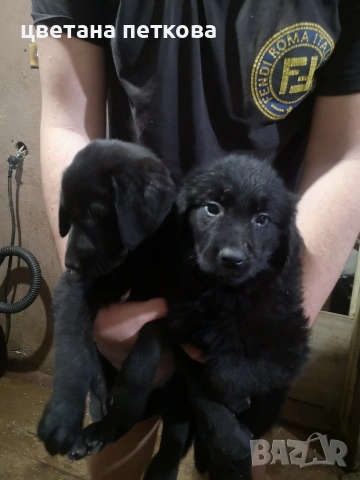 Немска овчарка и голдън ретривър 