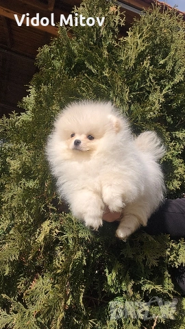 Мини Померан момиче на 3 месеца 