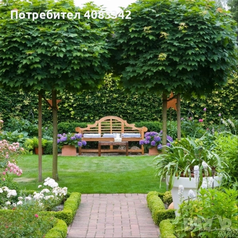 Кълбовиден Явор