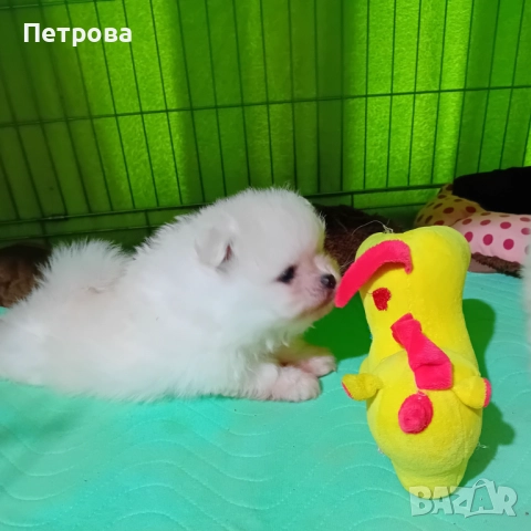 Продавам мъжки и женски померанчета, снимка 3 - Померан - 52438751