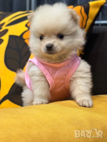 Померан , снимка 2 - Померан - 54131759