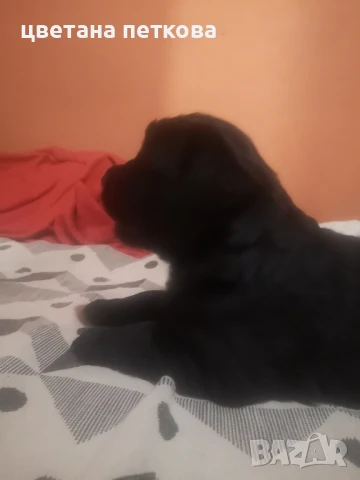 Немска овчарка и голдън ретривър , снимка 9 - Немска овчарка - 51043721