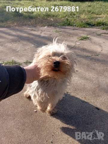 Йоркширски териер 