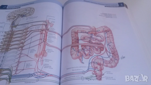 Атлас по анатомия - Atlas of Human Anatomy - Frank H. Netter, MD, 7-мо издание, снимка 11 - Учебници, учебни тетрадки - 54084472