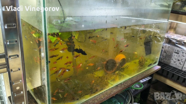 Всичките рибки за 55 евро. Само за гр. Видин!!!