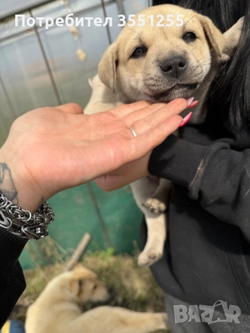 Подаряват се , снимка 7 - Други - 54173017