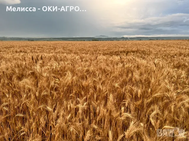 ОКИ-АГРО ЕООД - НАЕМА И ИЗКУПУВА ЗЕМЕДЕЛСКА ЗЕМЯ, снимка 2 - Земеделска земя - 50397987