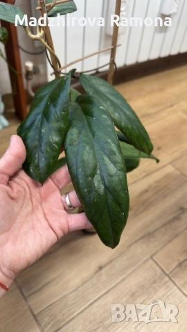 Hoya Vitelinoides , снимка 2 - Стайни растения - 54296546