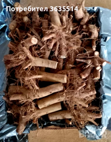 Пауловния БГ ООД фиданки Shan Tong – промо пакети и коренови резници, снимка 2 - Разсади - 53907322