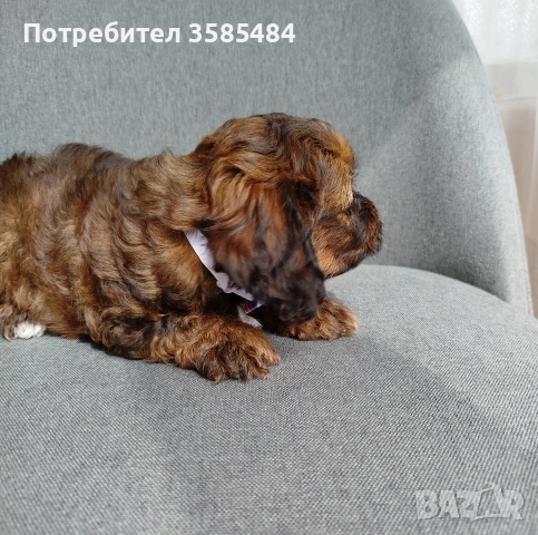 Shih poo/Mini poodle , снимка 12 - Пудели - 54096771