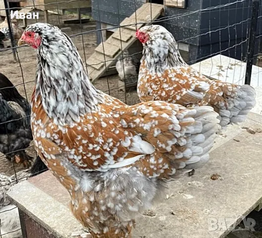 Разплодни яйца от порцеланови брами, снимка 7 - За птици - 49816987