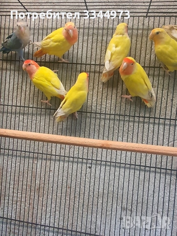 неразделки, снимка 2 - Папагали - 52897576