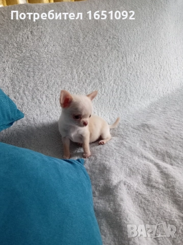 Чихуа, снимка 5 - Чихуахуа - 52440991