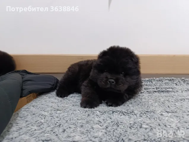 Чау Чау, снимка 1