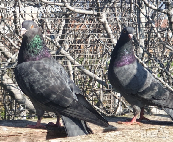 Пазарджишки високо летци. , снимка 11 - Гълъби - 52265511