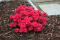 Азалия - Градинска, снимка 2