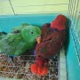 Папагали Еклектос , снимка 7